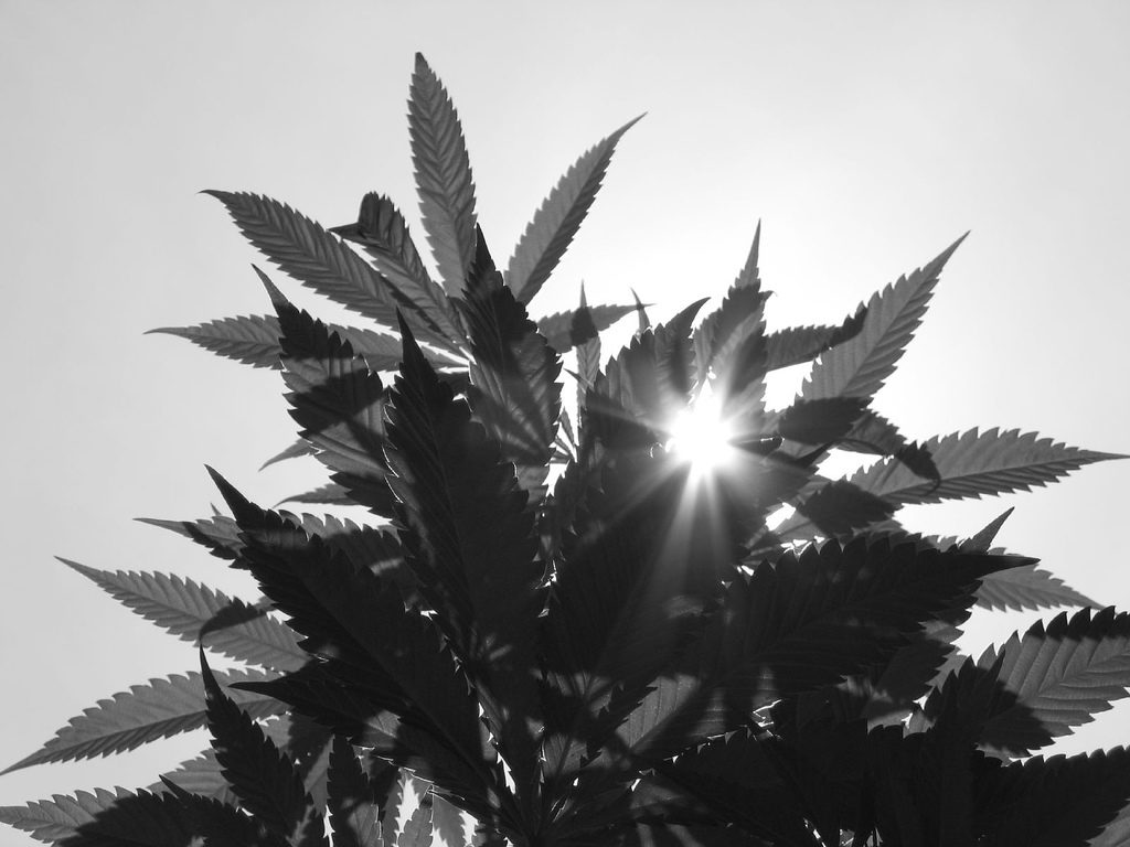 Cannabis sativa L., photo prise par Lolly man
